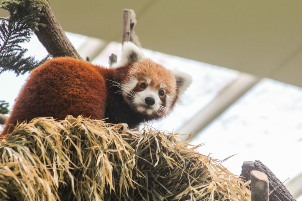 Red Panda in Singapore