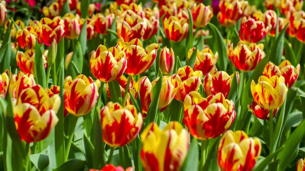 Tulipmania 2024 at Gardens by the Bay, Singapore
