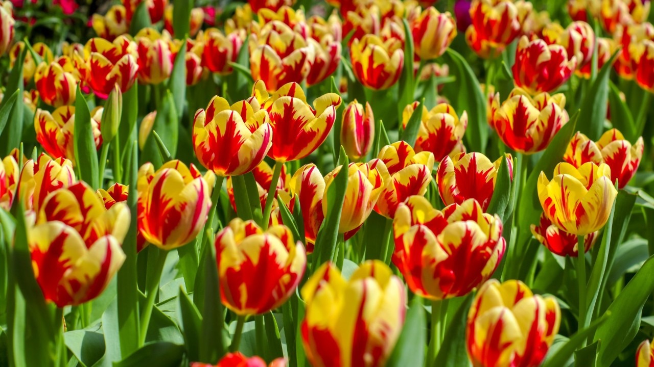 Tulipmania 2024 at Gardens by the Bay, Singapore