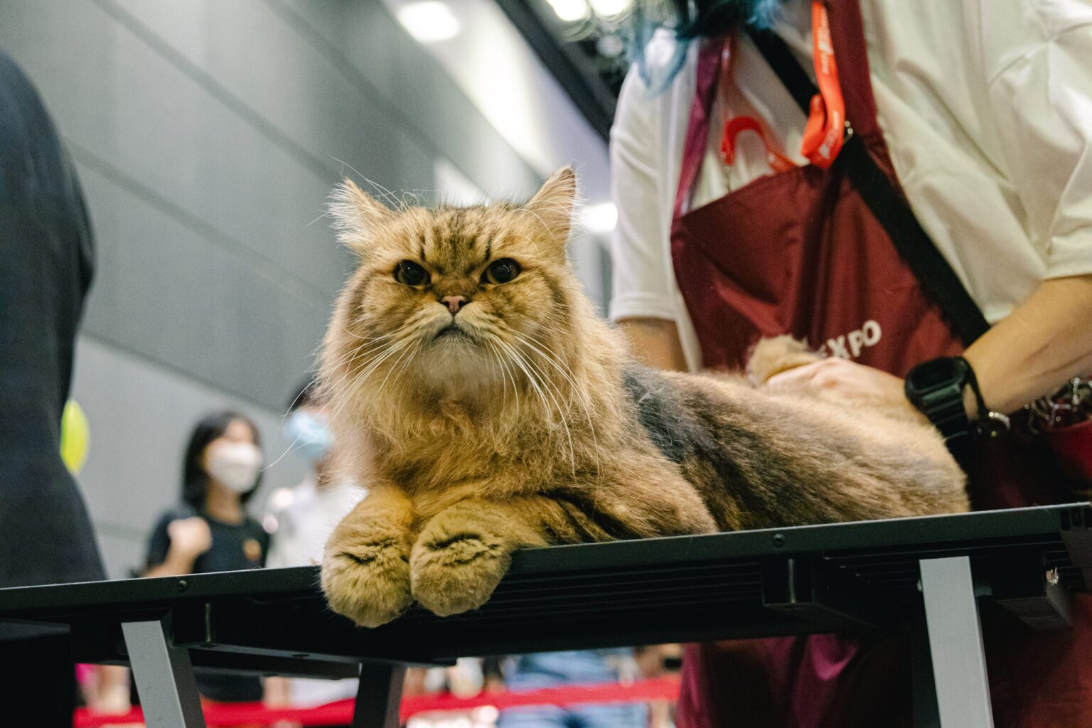 Asia Cat Expo 2024 GoSingapore